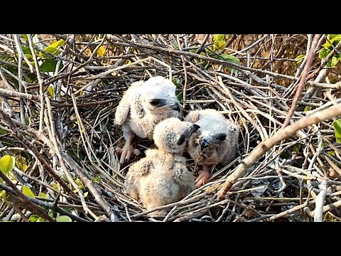 Baby Birds Cry When They See Their Mother, Indicating That They Need Food