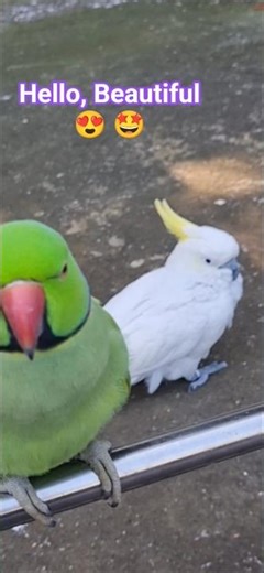Cockatoo and Ringneck Parrot 🦜 #birds #nature #wildlife