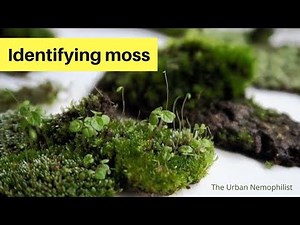 Identifying Moss.