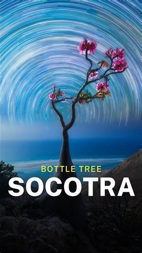 Circumpolar startrails over a Bottle Tree, in Socotra Island
