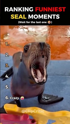 Ranking Funniest Seal Moments!
