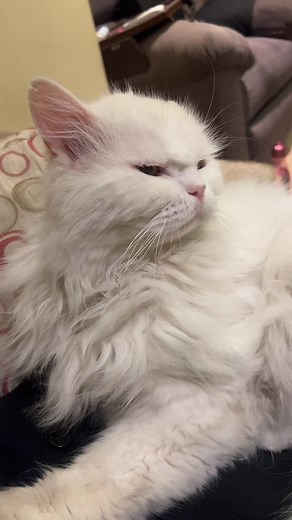 Grumpy Cat 24/7 - Funny Cat Moments