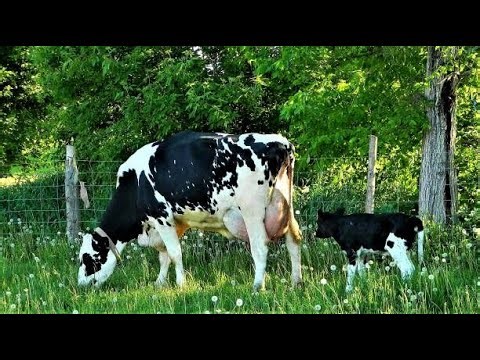 Top 5 High Producing Milk Cow Breeds in the World | Smart Agri Hub