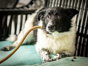 Rescue Shelter Owner Is Arrested Again For Neglect Of Animals