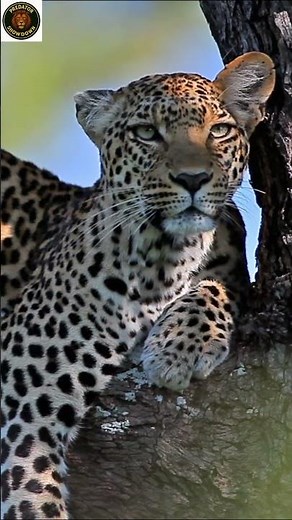 Silent Killer! Leopard’s Smart Hunting Skills | Wild Nature Moment | leopard