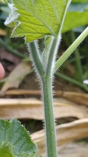 “Enhancing Fruit Tree Characteristics and Resilience Through Grafting: Achieving Higher Yields and Quality in Adverse Conditions”. . . . #treecare #planters #seasons #unique #nature #plantgrowth #technology #plant #plants #plantlovers #buds #masters #graftingtechniques #plantslife #graft #plantcare #newbranch #greenplants #plantsmakepeoplehappy #orchids | For Plants