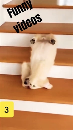 ranking Top viral videos