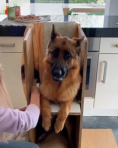 This adorable pooch has to eat all of his meals in a highchair - he loves the little snooze after though 🐶😴 | Tyla