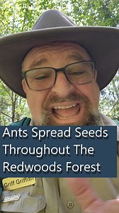 44K views · 2.3K reactions | Have you ever seen a wild ginger flower? They aren't super easy to find because they bloom under their own leaves. This may hide them from bees, but ginger isn't really looking for bees. Its mysterious pollinator hangs closer to the ground. After ginger is pollinated and makes seed, it relies on some help to disperse its progeny throughout the redwood forest--help from a surprising collaborator. | Redwoods Rising | Facebook