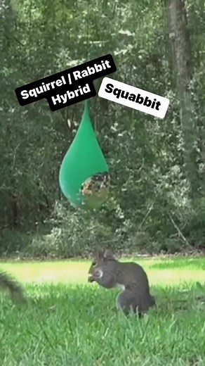 Only 3 squabbits have EVER been reported in the world!!! #squirrel #rabbit #funnyanimals | Cruze's Louisiana Outdoors
