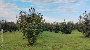 Hazelnut bushes are cultivated on the farm
