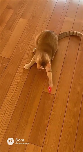 Cat vs Laser Pointer 🔴🐱 (Who Will Win?)