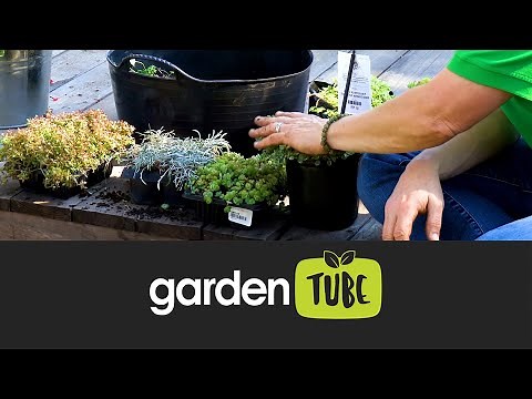 Plants To Grow Between Paving