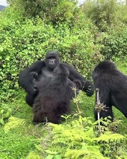 Incredible Gorilla Encounter in Rwanda 🇷🇼 | Ultimate Wildlife Experience #adventures #gorillatag