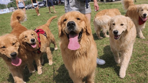 Tucker joins the golden retriever club
