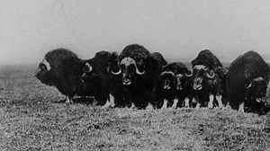 Watch Big Game in the Sub-arctic of Canada - BFI Player