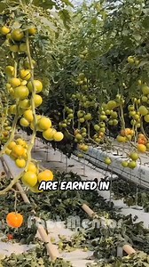 950K views · 10K reactions | Israel's Soil-Free Tomato Revolution #Hydroponics #TomatoFarming #IsraelTech | Fact Mentor | Facebook