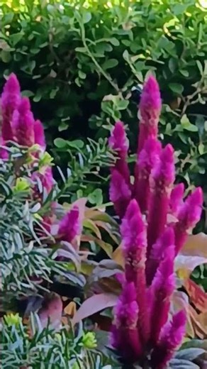 10/20/25 Carpenter Bee Samples Amaranthus Caudatus