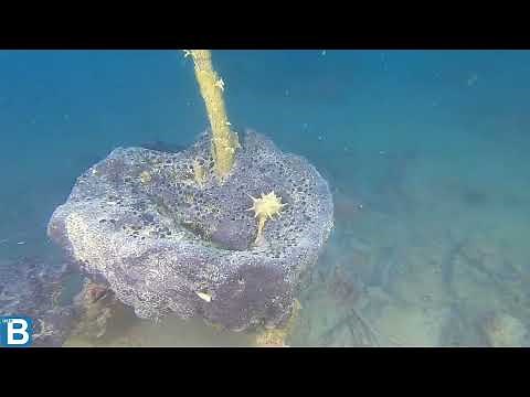 Purple dye murex - Bolinus brandaris - Murice spinoso - intotheblue.it