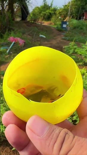 Amazing Fish Catch in Small Water Bowl | Bright Guppy & Koi/Tiny World POV​ 4K video