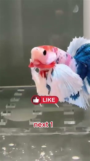 most beautiful fish in the world