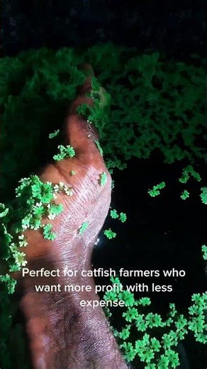 Azolla Natural SuperFeed #azolla #azollafarming