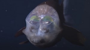 Deep-Sea Biologists Reveal Their 10 Favorite Creatures