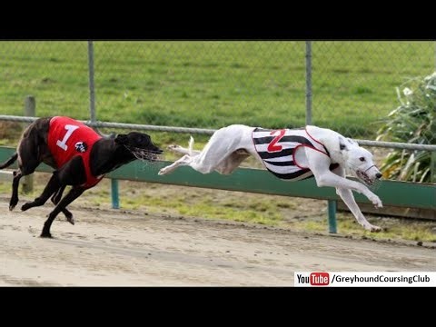 fastest irish greyhound race in pakistan