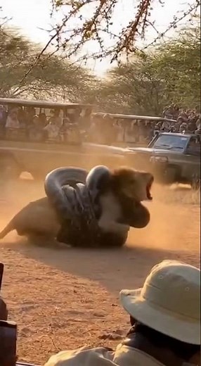 Snake Wraps the Lion in Seconds—Unreal Footage! 😱🔥