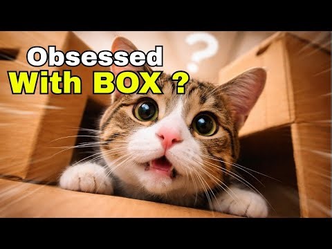 The Weird Reason Your Cat Loves Squeezing Into a Box