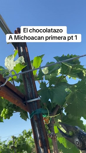 El chocolatazo en Michoacán: Primera Parte