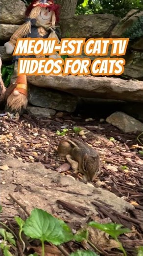 Chipmunks and Squirrels. Cat Entertainment That Keeps Them Glued #catwatch #petvideos