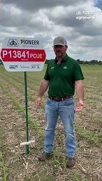 P13841PCUE™ New Corn Hybrid | Pioneer Agronomy