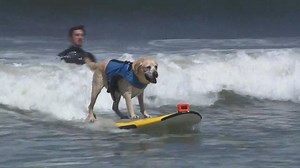 California beach hosts dog surfing competition