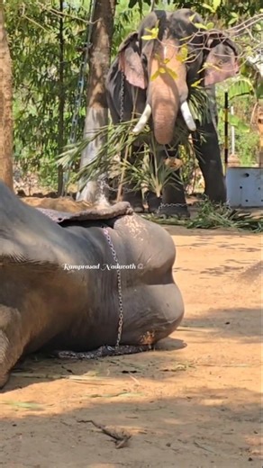 നന്തിലത്ത് ഗോപാലകൃഷ്‌ണനും മയ്യനാട് അരുണിമ പാർത്ഥസാരഥിയും..😂