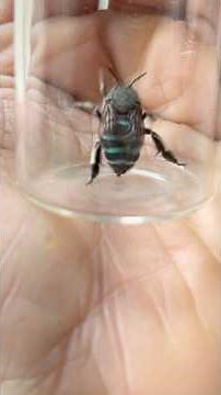 Who’s that?! A Blue Banded Bee 🩵