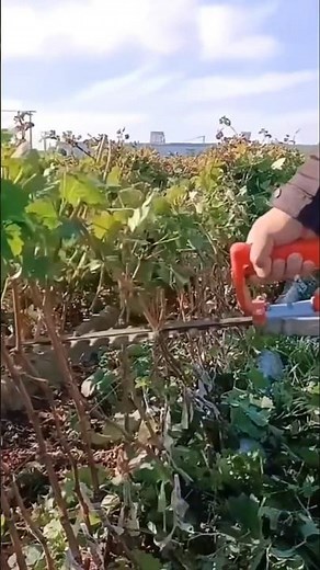 How to prune grapes farming - grape pruning tips