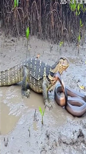Komodo Dragon vs Snake: An Intense Battle in the Wild #wildlife #animalfight #nature #wildlife