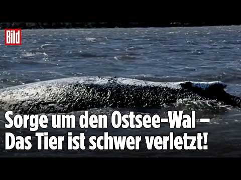 OSTSEE: Gestrandeter Buckelwal ganz nah! Sorge um das Tier wächst!