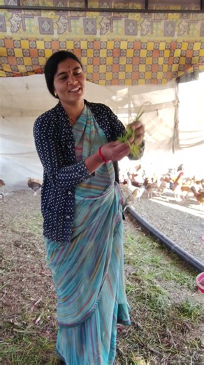 कोंबड्याच्या आवडीची कांद्याची पात 🐓