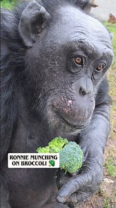 11K views · 6.8K reactions | Ronnie here to remind you to eat your greens 復塞 | Wales Ape and Monkey Sanctuary | Facebook