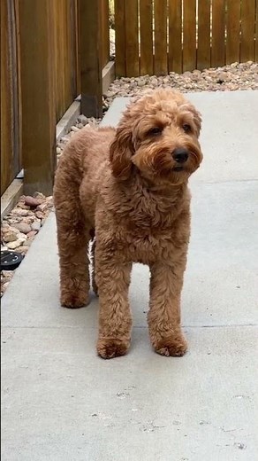 Tiny Goldendoodle: The Ultimate Size Guide