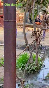 Old Diesel Engine work in Old Model life.. Namdev Diesel #namdevdiesel #flowers #fypシ゚viralシ #Amazing #facebookreel #instadaily #oldisgold #engine #engineering #engineer #namdevdiesel #instareels #fypシ゚viralシfypシ゚ #easyrecipe #fbreels #amazingfacts #amazonfinds #kubota #rustonengine #oldengine #everyone #quotes #tbt #yoga #slow #speed #engine | Namdev Diesel