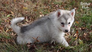 Husky Dog Grew Up Lacking Mother's Love And Turned SAVAGE..? (Part 1) | Kritter Klub - *Part 2: https://bit.ly/alhusky2 *Part 3: https://bit.ly/alhusky3 *Follow Kritter klub to brighten up your feed with daily animal videos❣ *Videos Available in English and 14 other languages on our Youtube! | Kritter klub