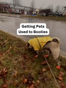 We all know booties can help prevent cracking and soreness in your pet’s feet, but getting them on can feel like mission im-paw-sible. 🐾 Let us know if you give this a try and find everything you need to keep your pet comfortable in the cold on our website here: https://bit.ly/3nNEBfB 🎥: @mrprincethepug / Instagram | Pet Supplies Plus