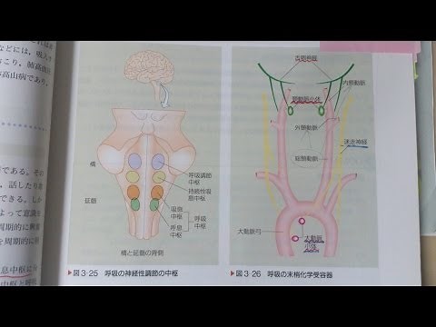 看護学生講座 49 解剖生理学 ｢呼吸中枢と末梢化学受容器 O2とCO2の感知｣