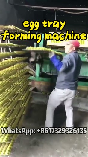 Automatic Egg Tray Forming Machine Production Process #eggtray #egg #paper #recycle