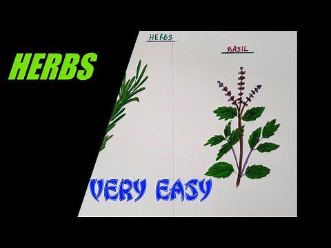 How to draw HERBS easily / ROSEMARY AND BASIL / SCIENCE / EVS for KIDS / Step by step/ Beginners