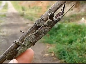 37 reactions | The incredible camouflage of this #phasmid. #animalvideos | Animals Videos | Facebook