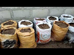 How to Plant Yam in Bags; The best way to manage your backyard space for planting